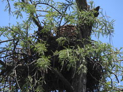 Buteo brachyurus
