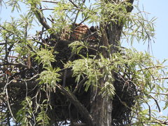 Buteo brachyurus