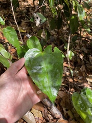 Neorudolphia volubilis