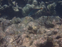 Stethojulis balteata