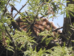 Buteo brachyurus