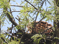 Buteo brachyurus