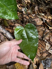 Neorudolphia volubilis