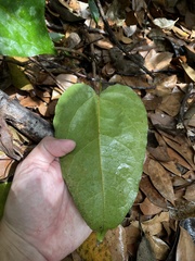 Neorudolphia volubilis