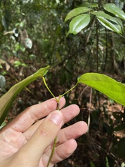 Neorudolphia volubilis