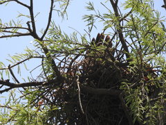 Buteo brachyurus