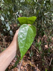 Neorudolphia volubilis