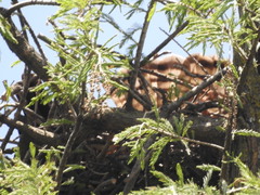 Buteo brachyurus