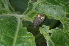 Megymenum brevicorne