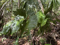 Coccoloba rugosa