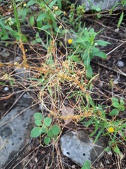 Cuscuta exaltata