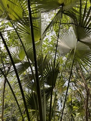 Coccothrinax barbadensis