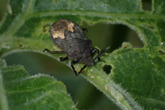 Megymenum brevicorne