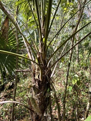 Coccothrinax barbadensis