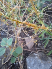 Cuscuta exaltata