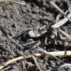 Habronattus cuspidatus