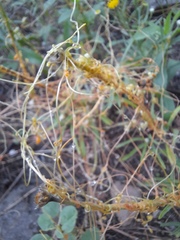 Cuscuta exaltata