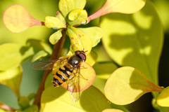 Epistrophe nitidicollis