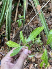Eumachia microdon