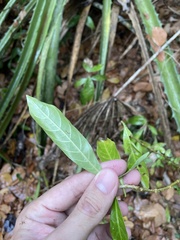 Eumachia microdon