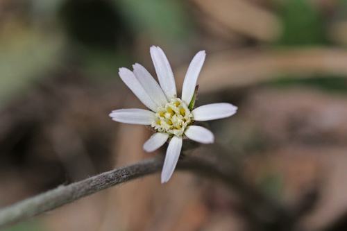 Gerbera anandra