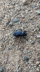 Tenebrionidae