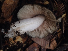 Entoloma medianox