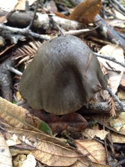 Entoloma medianox