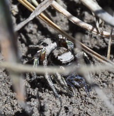 Habronattus cuspidatus