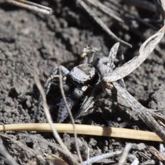 Habronattus cuspidatus