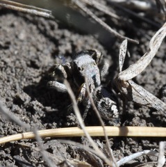 Habronattus cuspidatus
