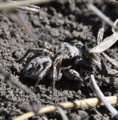 Habronattus cuspidatus
