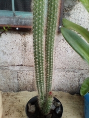 Nyctocereus serpentinus