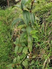 Chaetogastra ciliaris