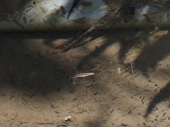 Gerris gracilicornis