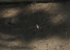 Gerris gracilicornis
