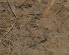 Gerris gracilicornis