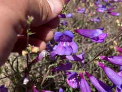 Penstemon heterophyllus purdyi