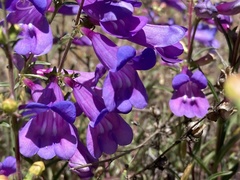 Penstemon heterophyllus purdyi