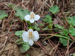Mazus alpinus