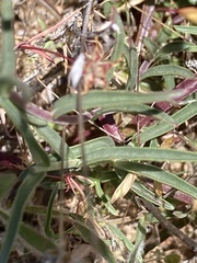Penstemon heterophyllus purdyi