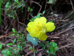 Potentilla matsumurae