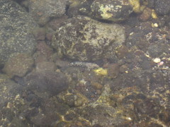 Bathygobius coalitus