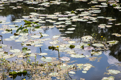 Nuphar advena image