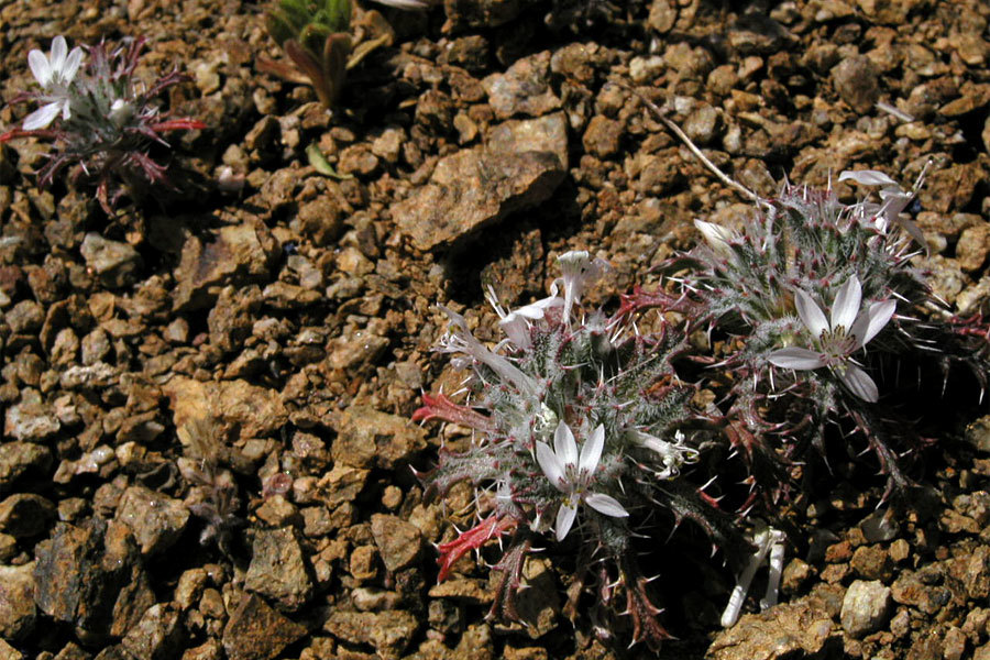 Loeseliastrum schottii