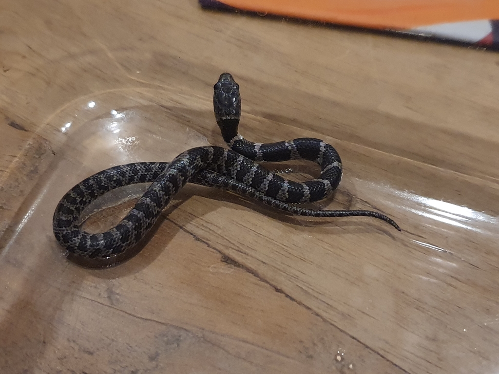 Williams' Tree Snake