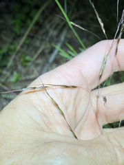 Capillipedium parviflorum