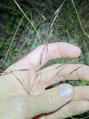 Capillipedium parviflorum