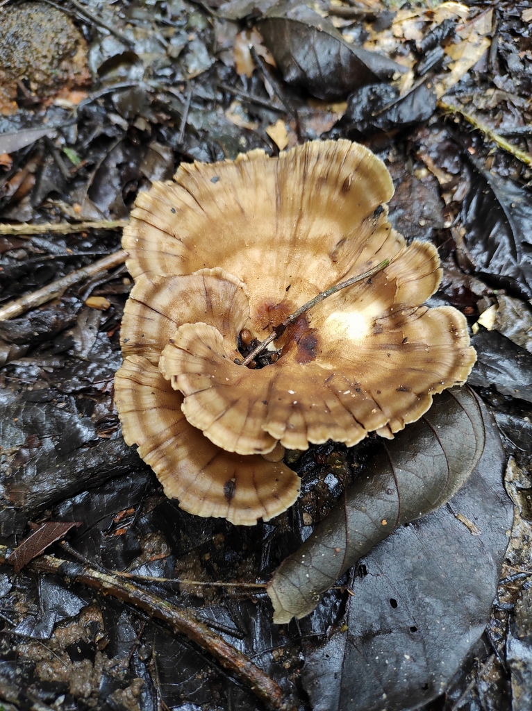 Meripilus brasiliensis