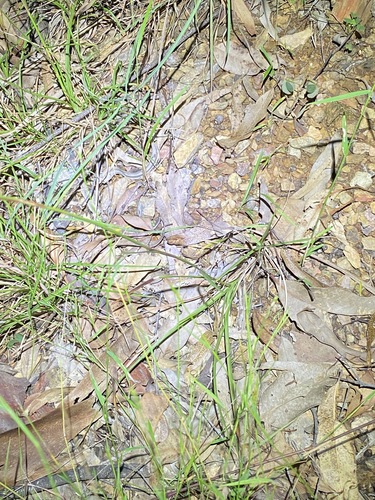 Image of Chrysopogon sylvaticus by (c) Greg Tasney, some rights reserved (CC BY-SA)